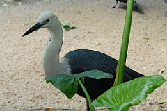 0728 Birdworld Kuranda